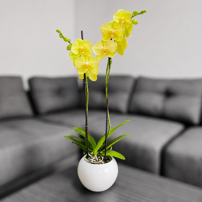 Orquídea grande con flores amarillas de 2 varas con cerámica blanca