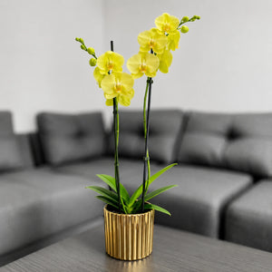 Orquidea amarilla matera ceramica dorada acanalada