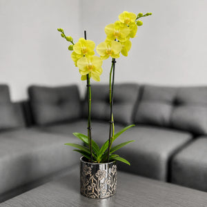 Orquídea amarilla con matera floral metalizada