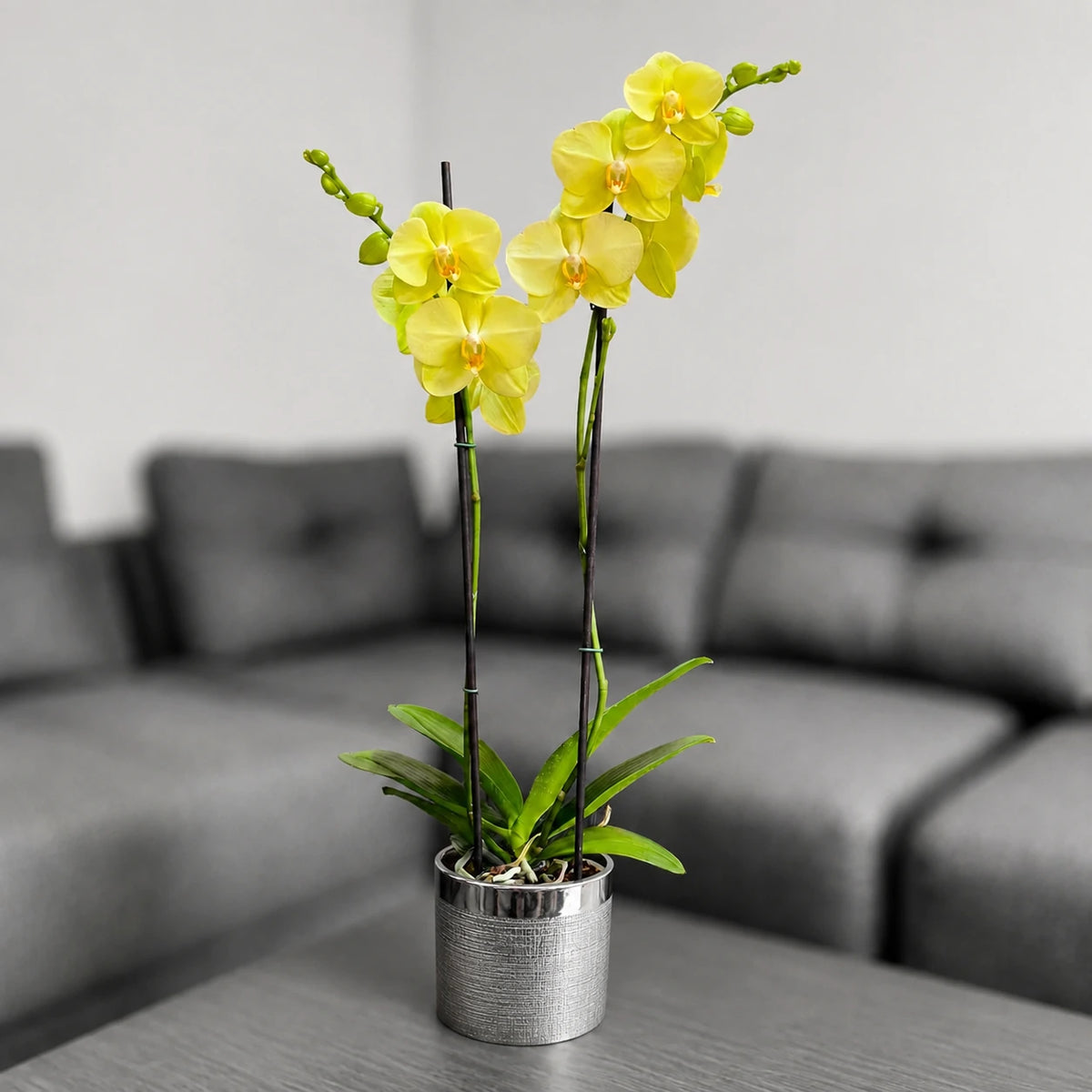 Orquídea en matera cerámica plata texturizada