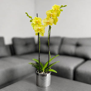 Orquídea en matera cerámica plata texturizada
